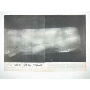 The Great Sperm Whale Vintage 1950s Print Spread 2 Page